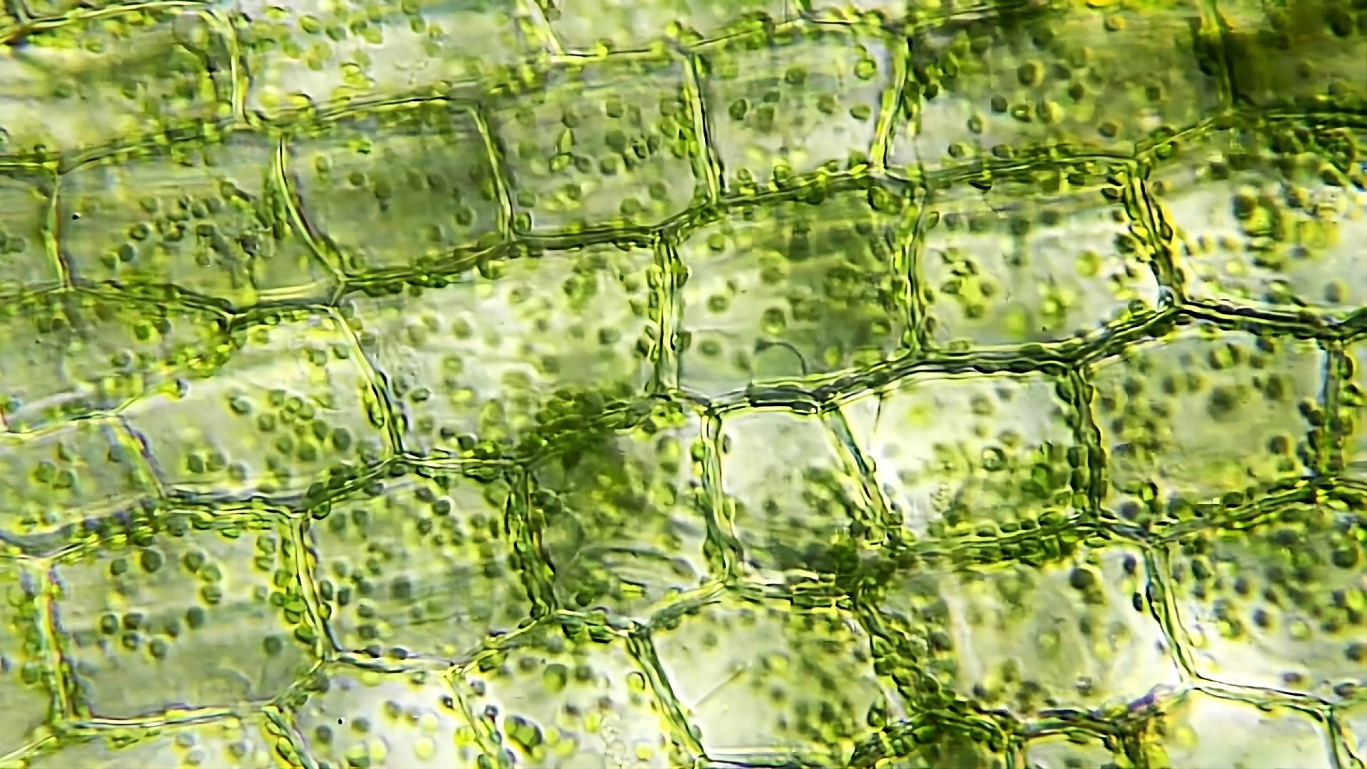 This microscopic image captures a close-up view of plant cells, showcasing their intricate structure.