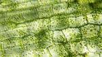 This microscopic image captures a close-up view of plant cells, showcasing their intricate structure.