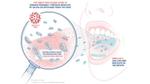 An illustration showing how the virus that causes Covid-19 spreads through droplets of saliva or discharge from the nose