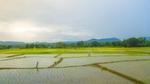 Rice fields in India on a sunny day