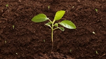 A green seedling growing out of dark earth.