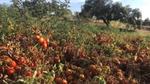 A field of tomatoes, grown with regenerative agriculture practices to improve water management and soil health