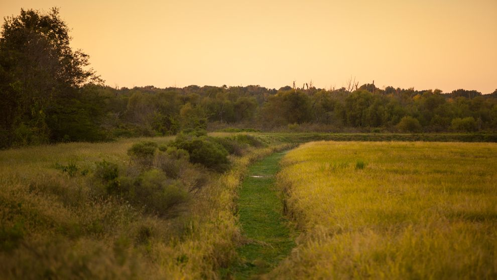 Scenic view of a rice field at sunset.