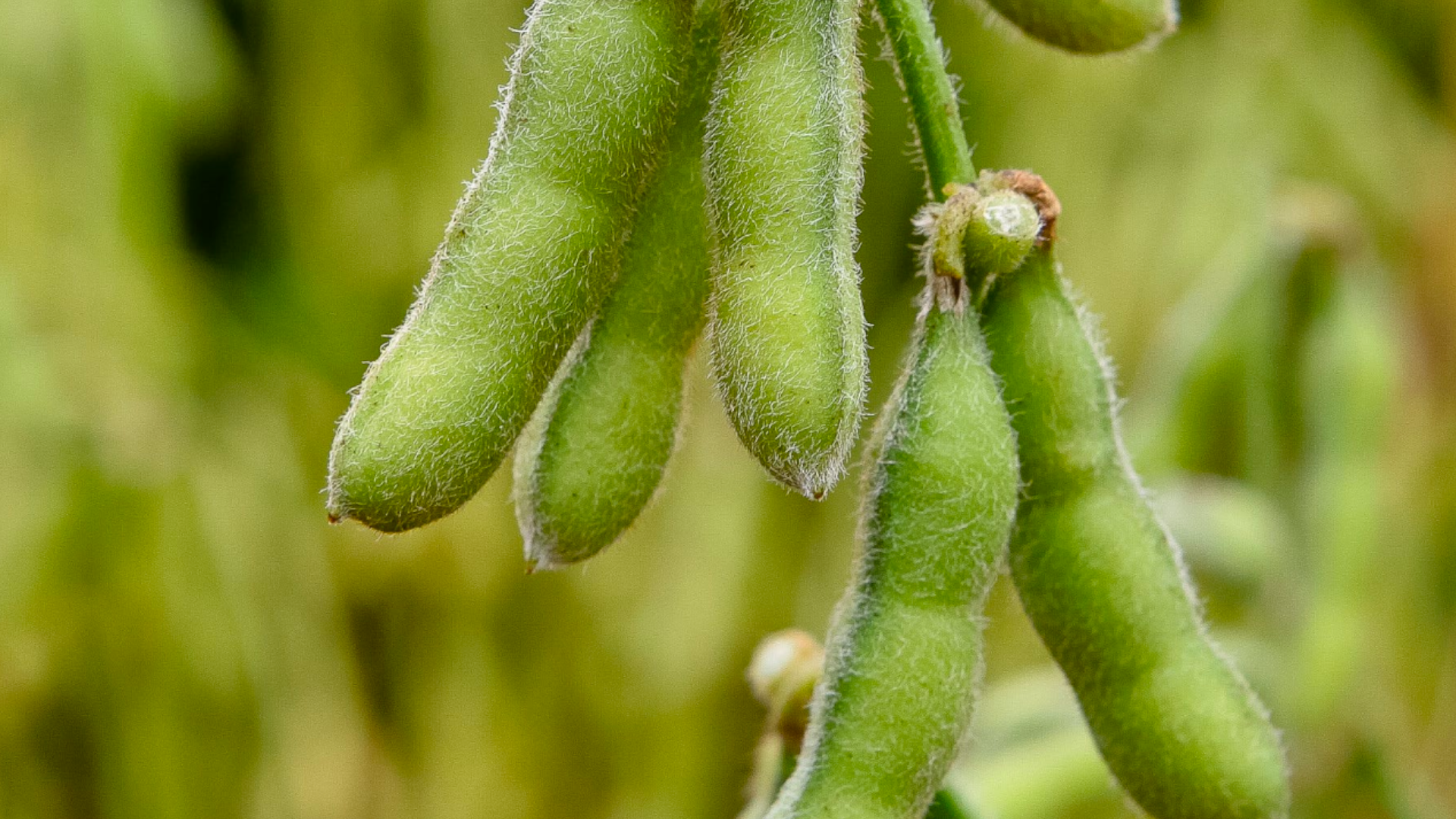 A close-up photograph of soybeans growing.