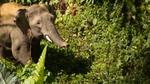 An elephant walking through a forest