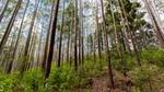 Ground view of a woodland