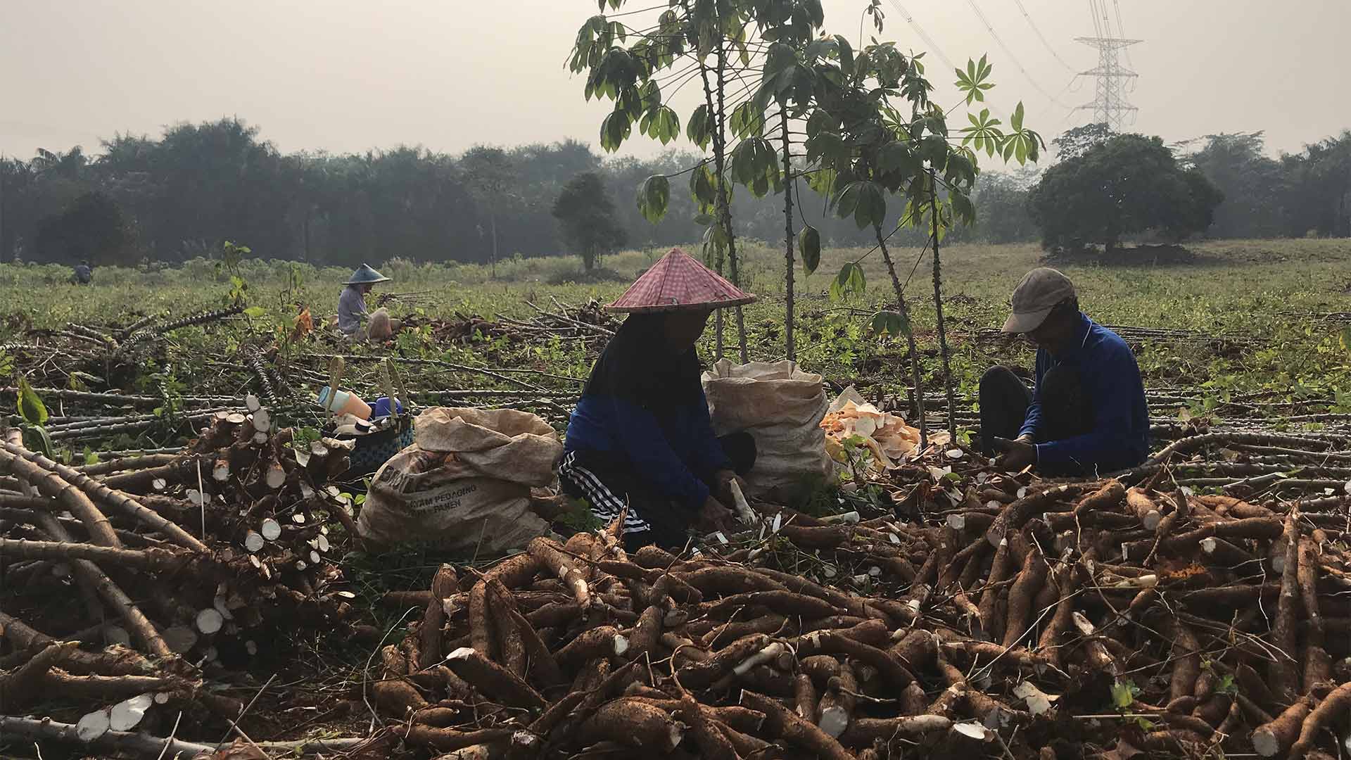 Women and men chop yams into a sack in a field
