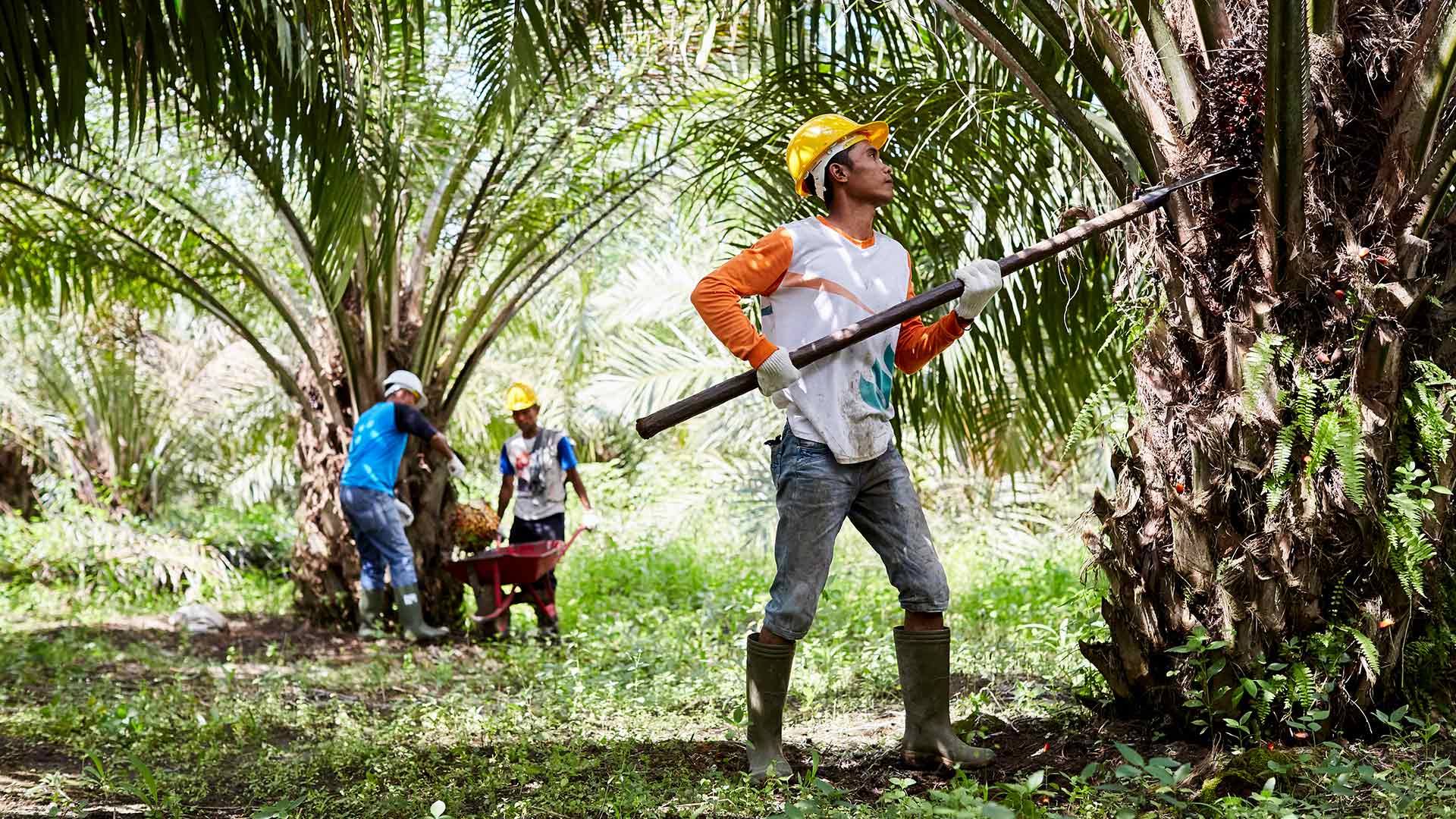 A palm oil farmer collecting palm oil