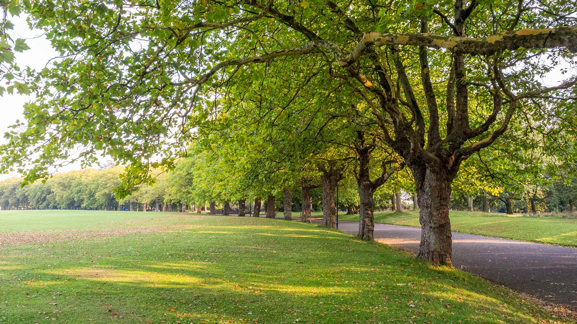 A park with large leafy trees around the edge. 