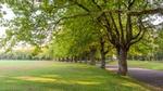 A park with large leafy trees around the edge.