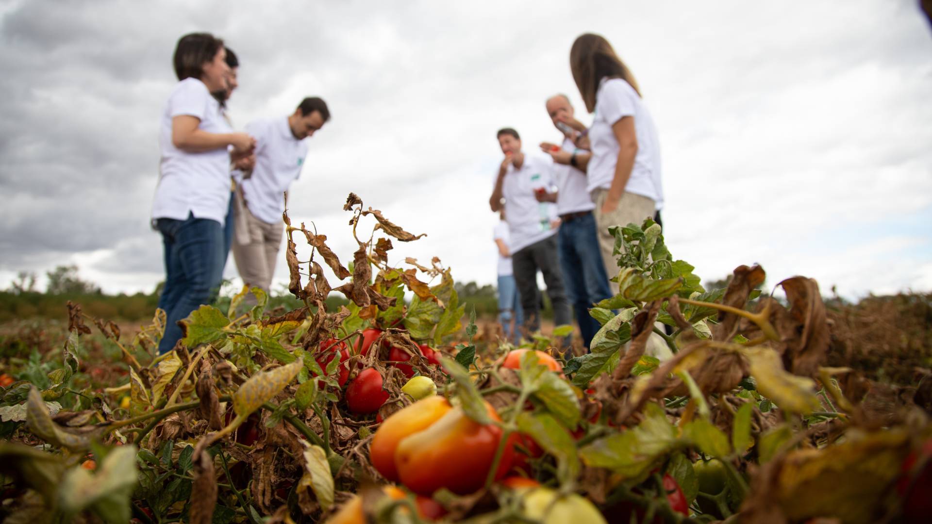 Unilever’s sustainability team meet with tomato farmers at the site of a regenerative agriculture project in Spain.