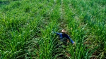 Farmer walking through field of energy cane plants which are as tall as he is. Energy cane is a variety of sugar cane.