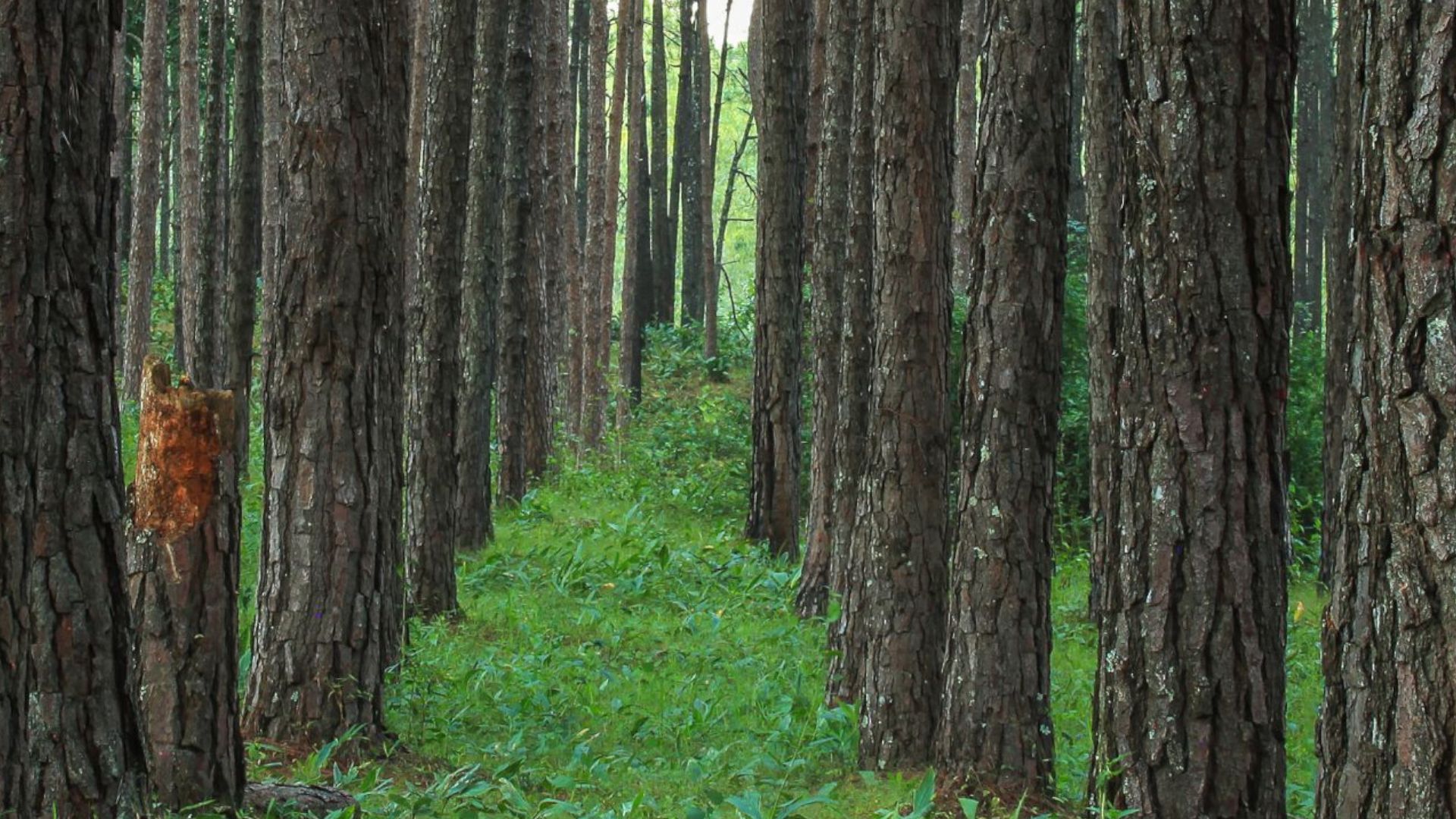 A close-up photograph of tall tree trunks towering either side and lush green vegetation on the ground in the middle.