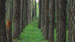 A close-up photograph of tall tree trunks towering either side and lush green vegetation on the ground in the middle.