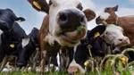 Close-up photo of black and white dairy cow looking at the camera
