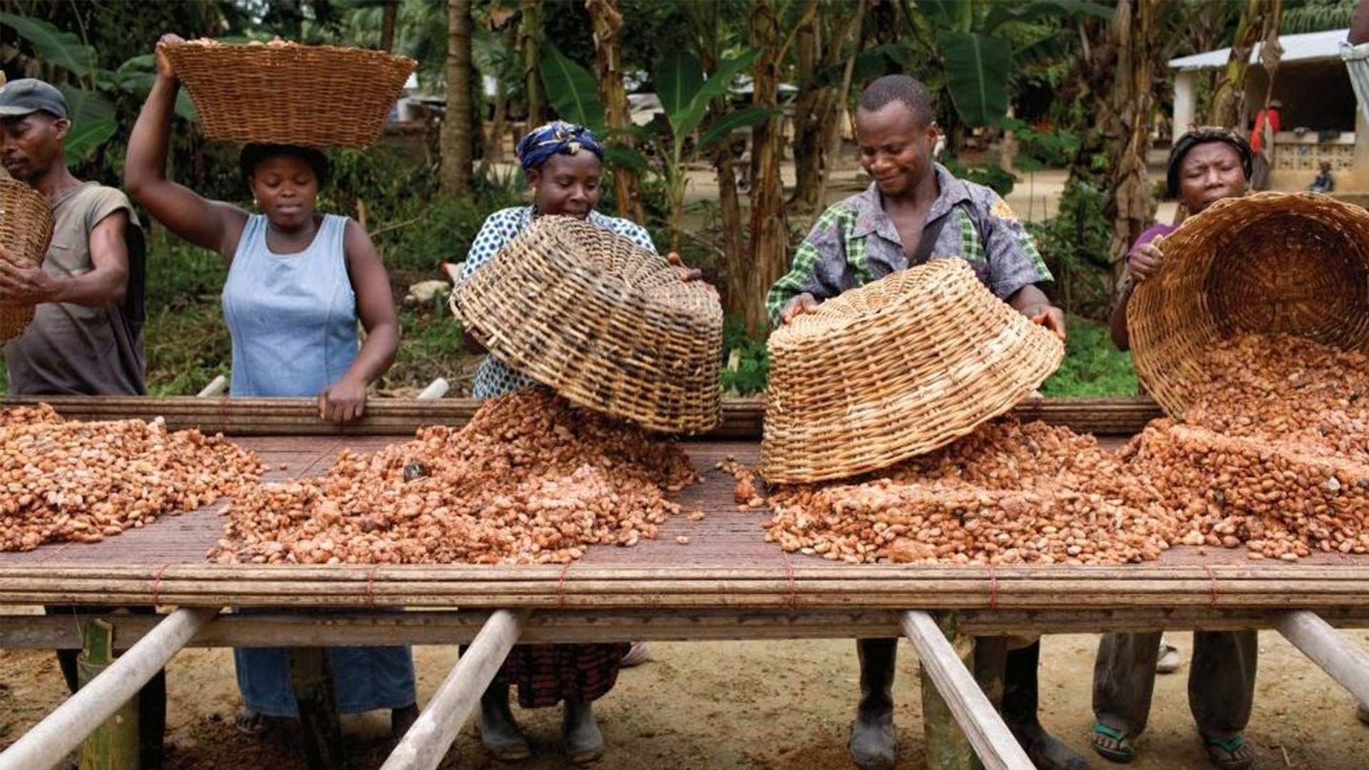 Smallholder farmers sorting their cocoa crop spread out on tables 