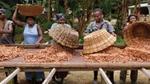 Smallholder farmers sorting their cocoa crop spread out on tables