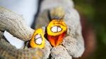 A close-up photograph of a split oil palm fruit showing its vibrant orange outer layer, yellow fibrous interior, and two white kernels encased within the core.