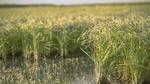A field with green rice plants growing in shallow water, stretching out into the distance.
