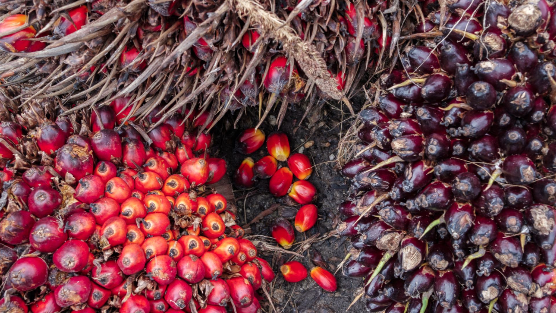 A close-up photograph of palm fruit on the ground.