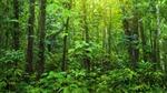 Trees and foliage in a tropical rainforest. Unilever has committed to achieving a deforestation-free supply chain by 2023.
