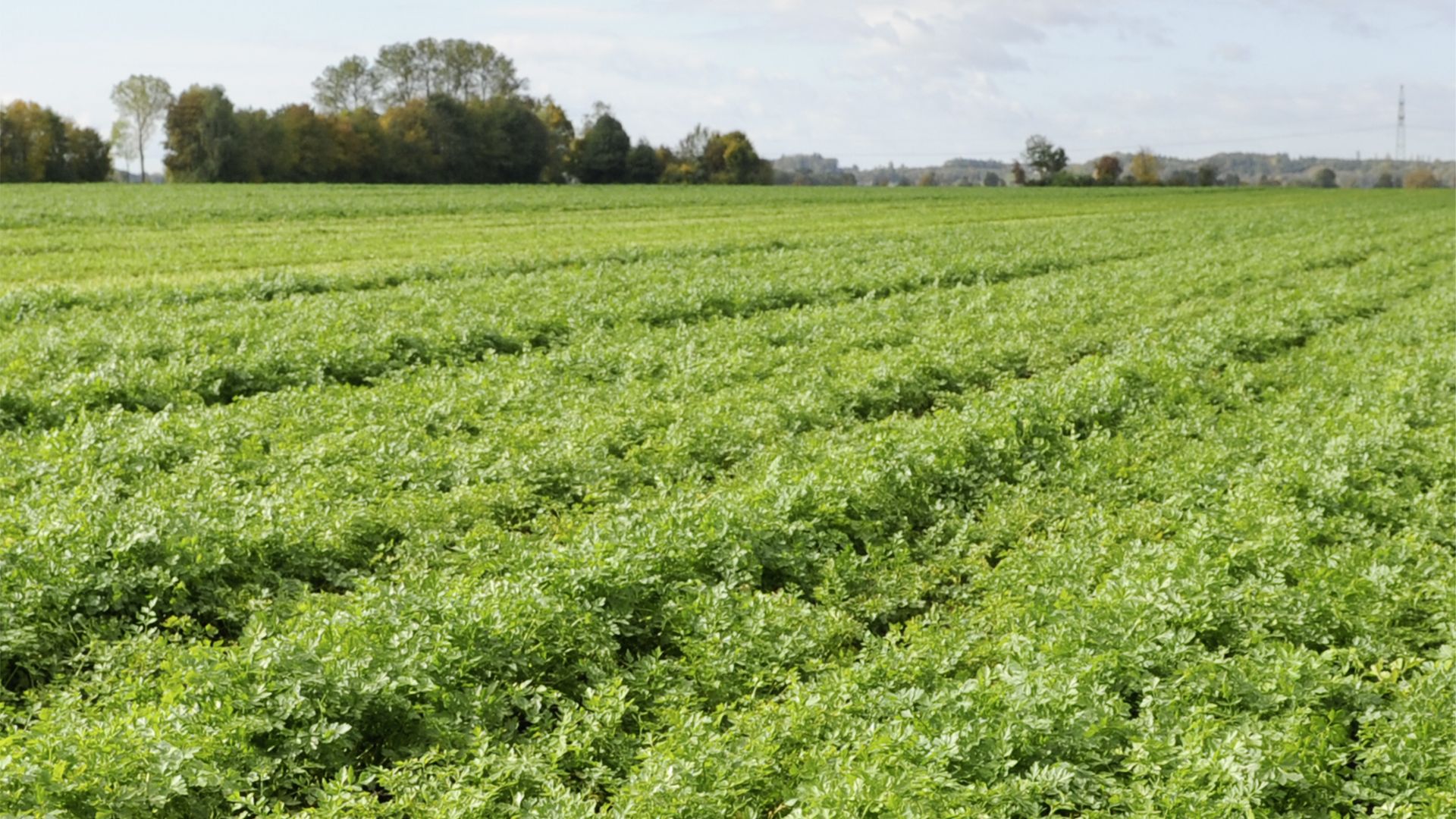 A vibrant green field with rows of crops, bordered by distant trees under a partly cloudy blue sky.