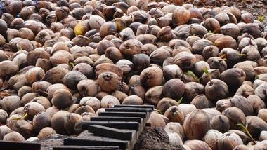 Close up image of large pile of coconuts with brown husks, stacked together outdoors.