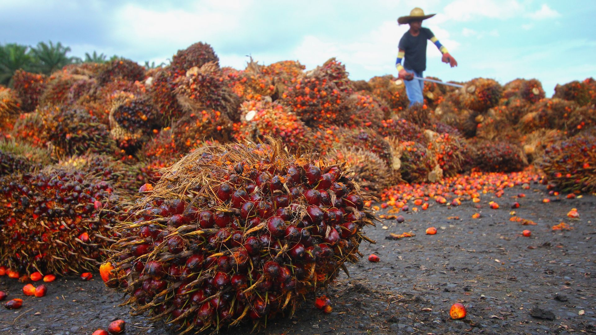 Palm oil worker working with palm crop