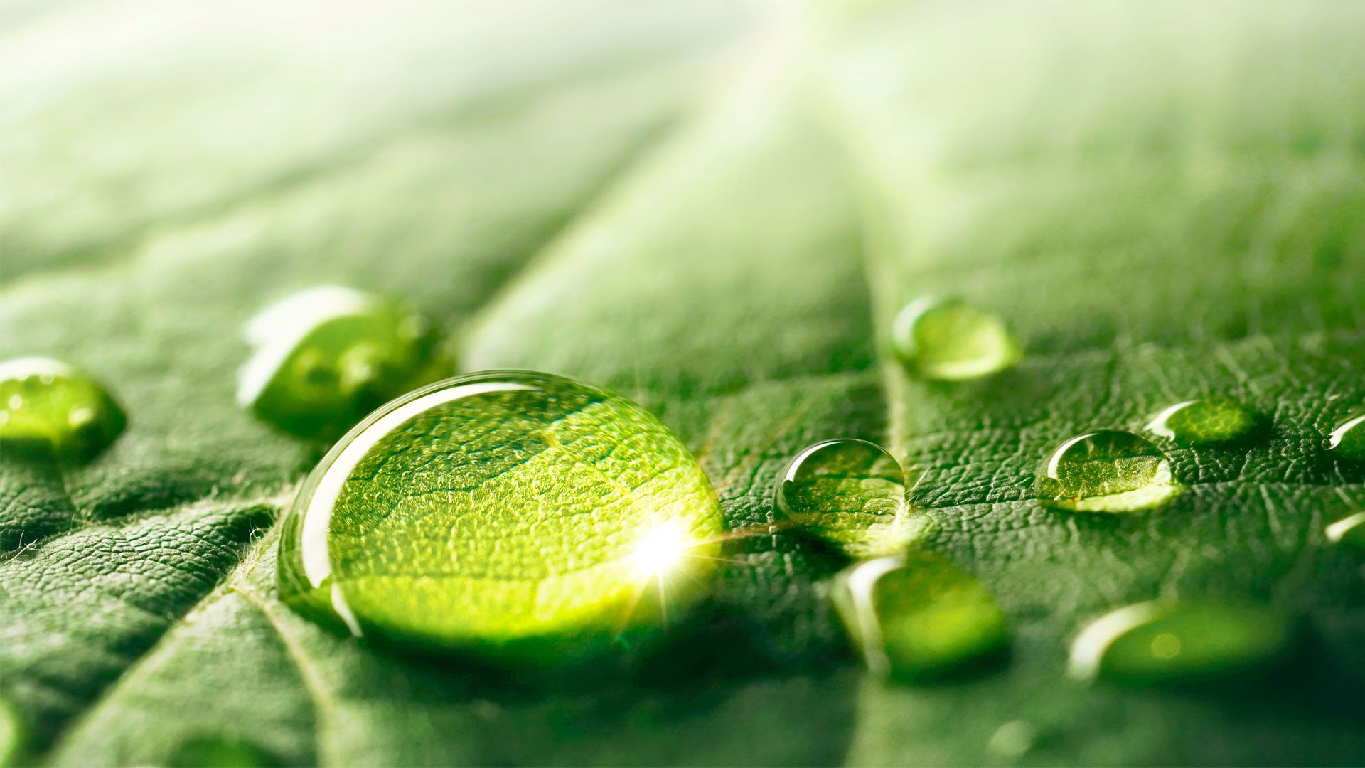 A close-up of a dark green leaf with three water droplets resting on its surface.