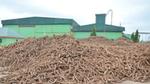 Cassava piled high outside the Psaltry International sorbitol factory in Ado Awaiye, Nigeria