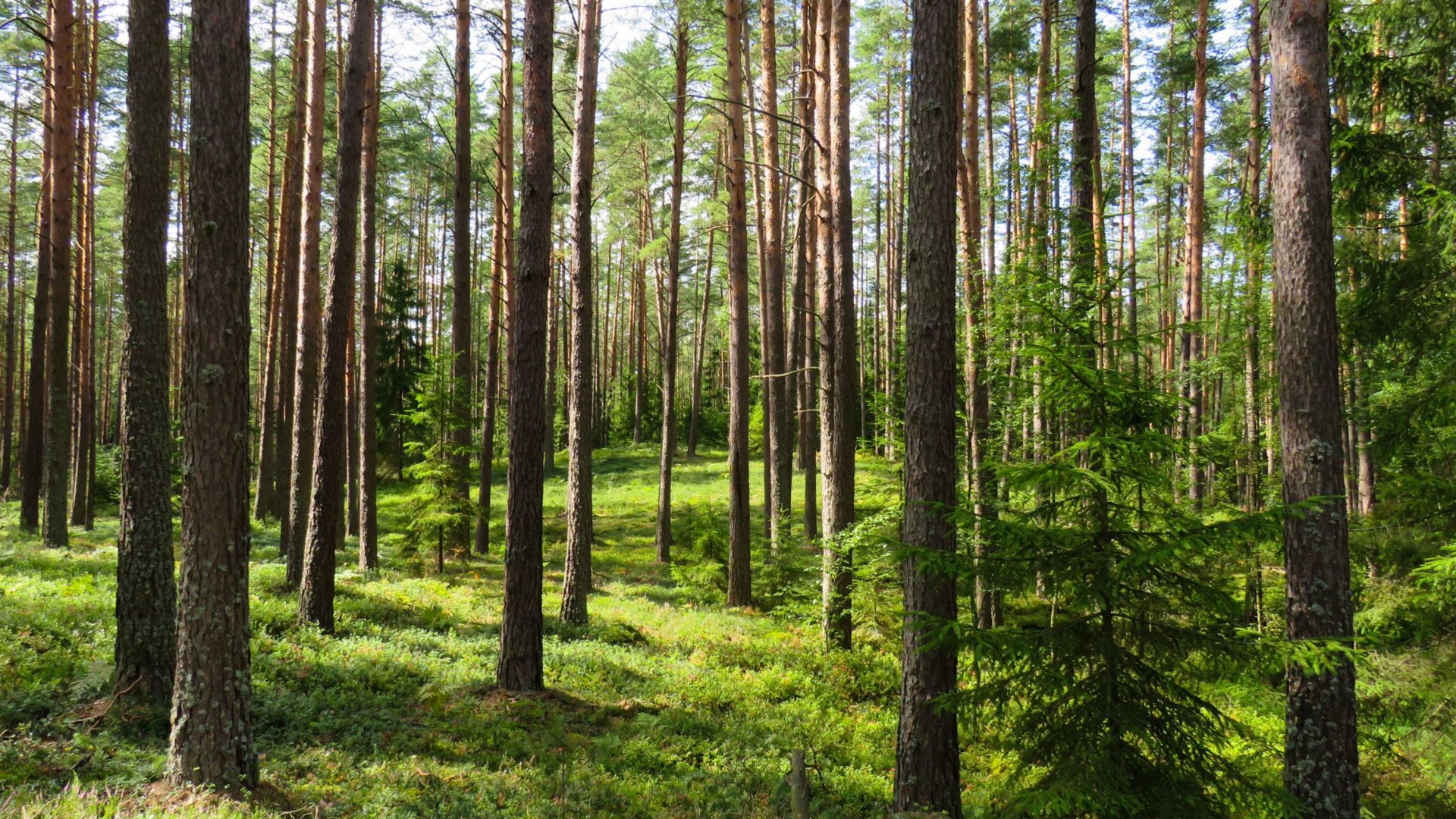 green forests full of trees with clear blue sky 