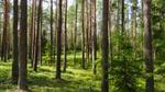 green forests full of trees with clear blue sky