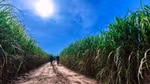 Two people walking through a tall green sugarcane field