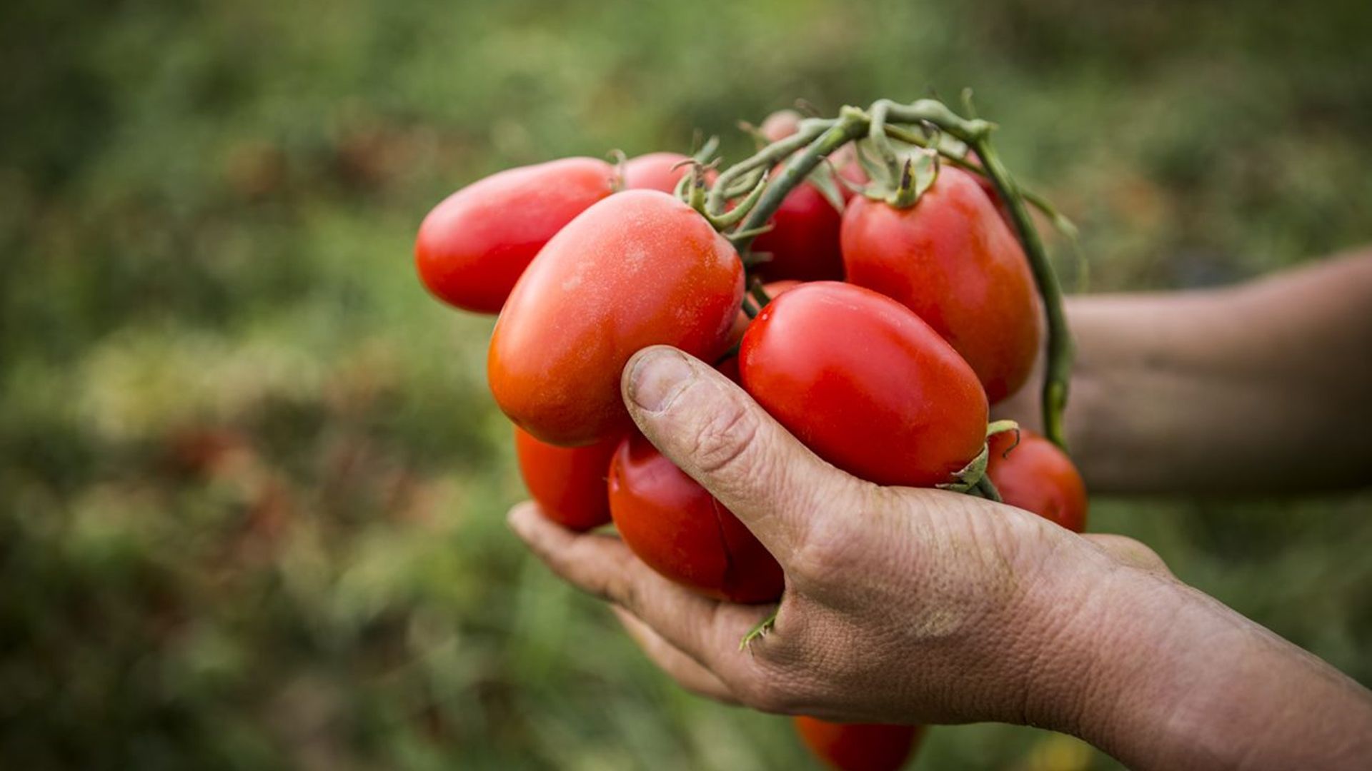 Hands holding tomatoes