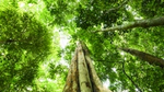 Green trees tower upwards in a tropical rainforest, Malaysia