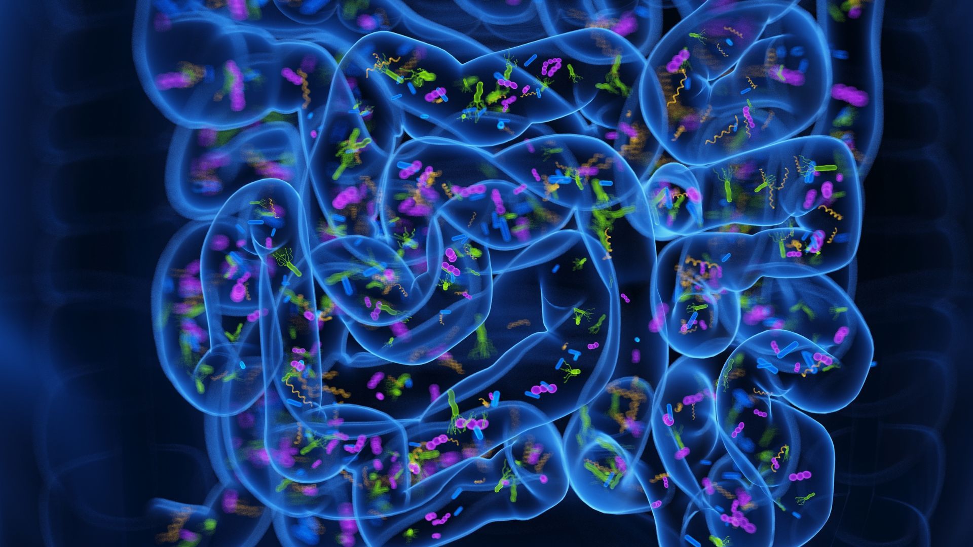 Medical illustration of the microbiome of the small intestine