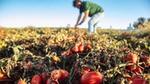 Ground-level perspective of a field of tomato plants, with ripe fruit in the foreground and farmer blurred in the background