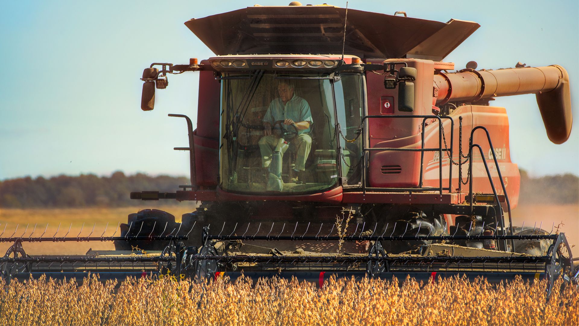 A farmer operating a red combine harvester in a field of golden crops under a clear blue sky.