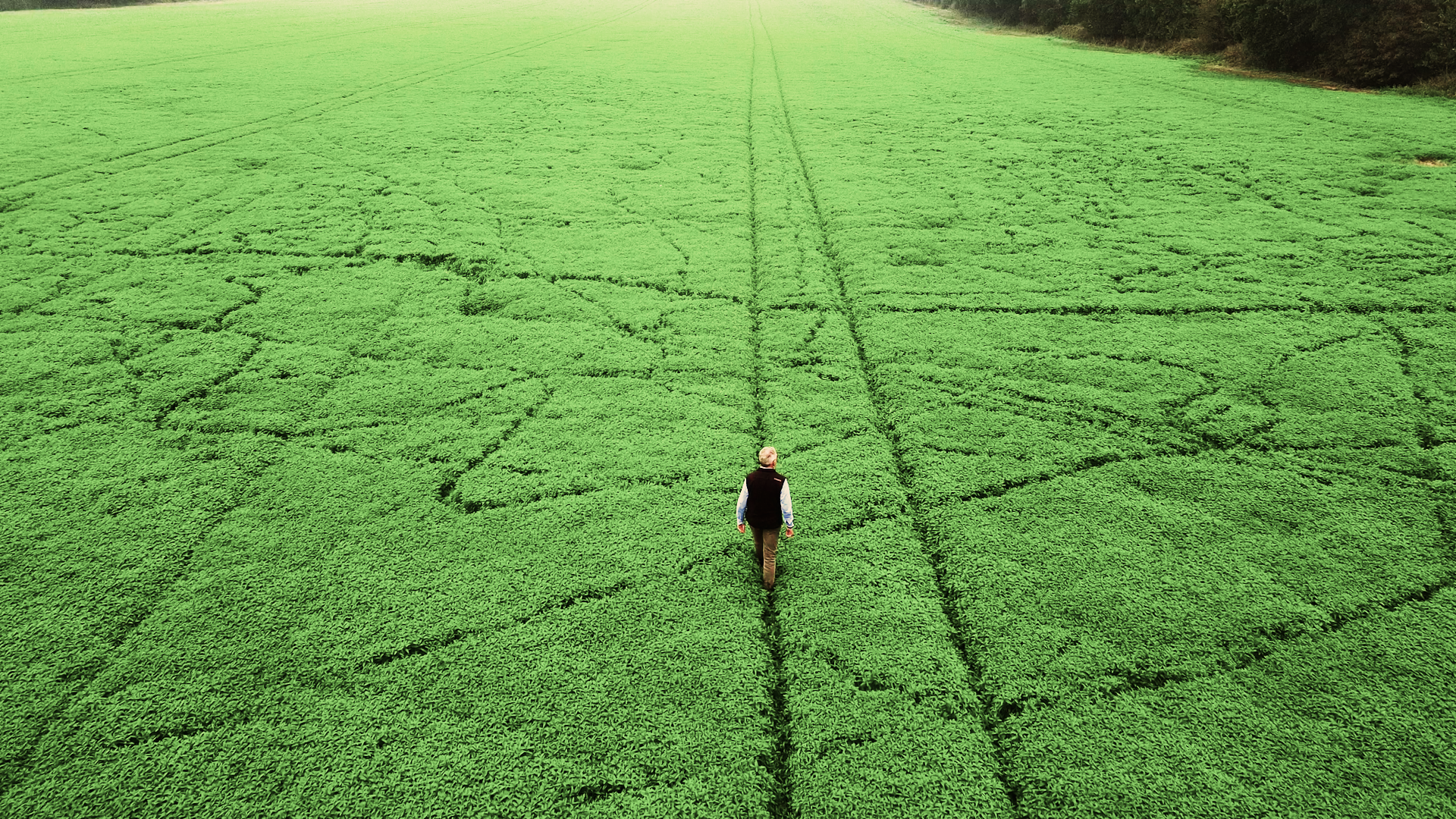 A bird’s-eye view of a man walking through deep green mint fields.