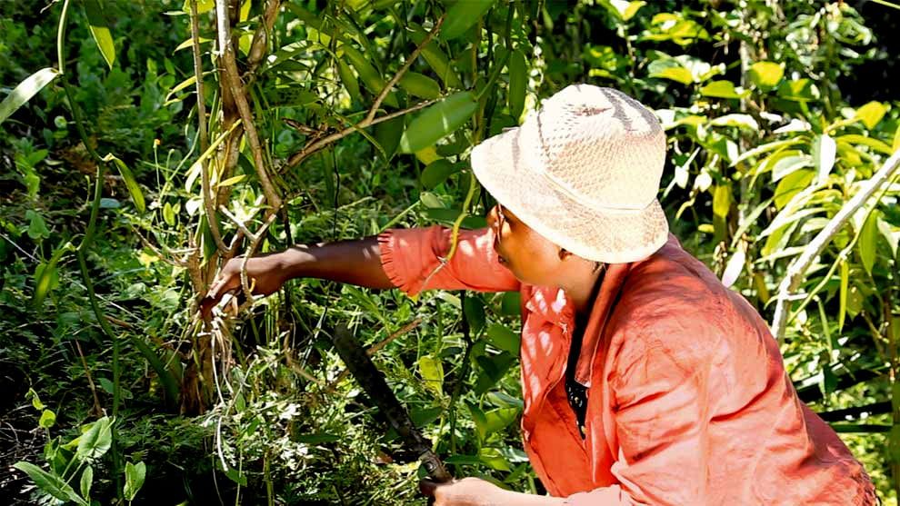 A vanilla farmer