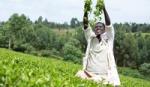 Person standing in a tea plantation throwing freshly picked leaves in the air