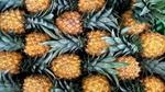 Pineapples lined up neatly in a box, ready for sale.