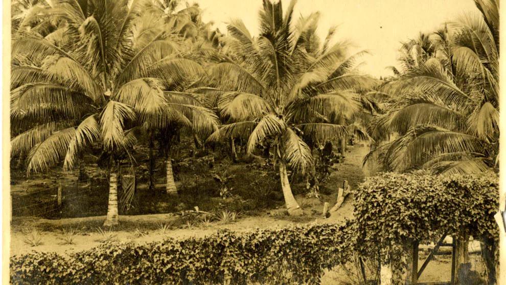 A palm plantation