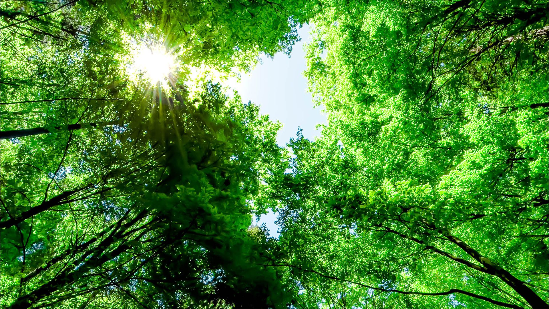 Sunlight streaming through tree tops in a forest in Europe