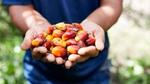 A farmer holding palm