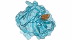 Biologia cyfrowa