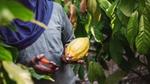 Cocoa being harvested