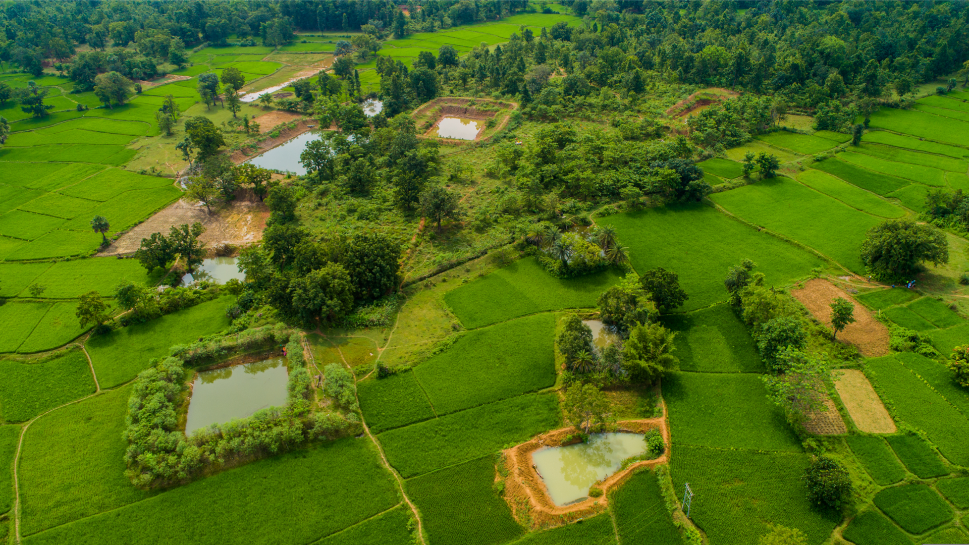 View of lush fields