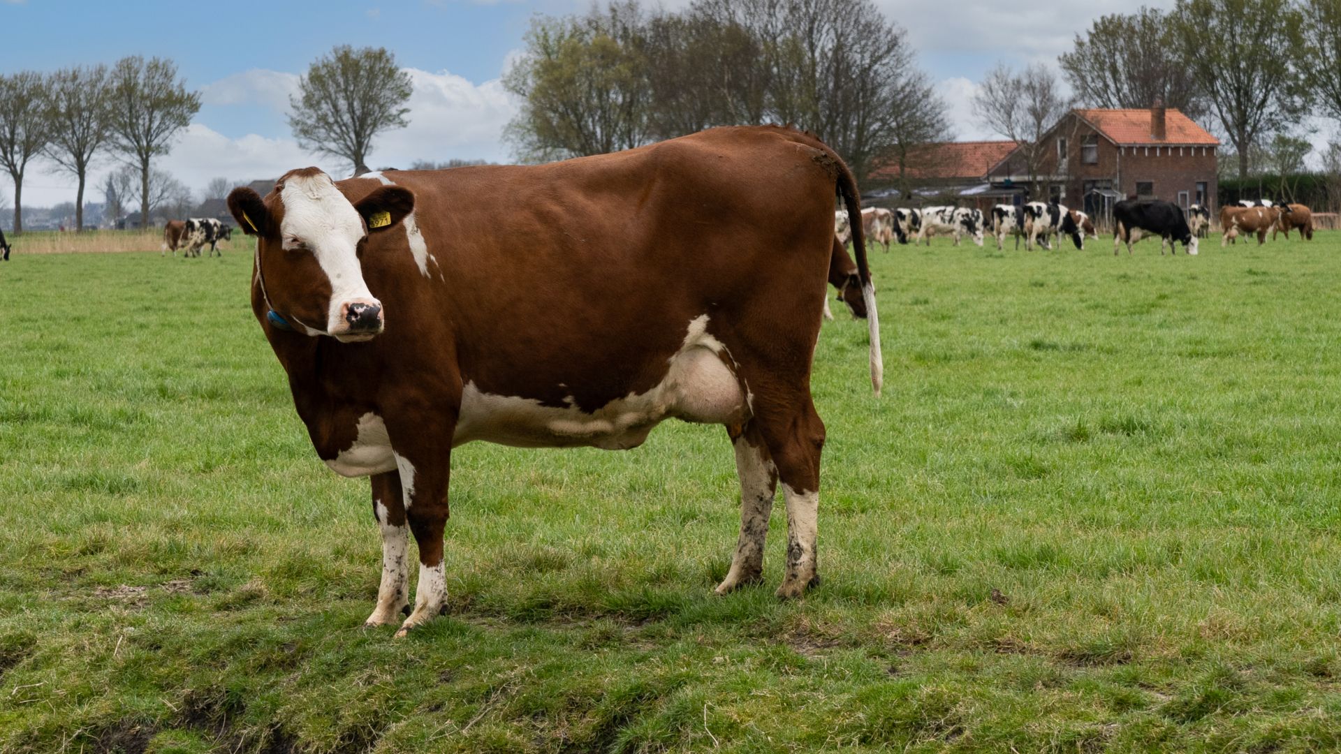 Brown cow in a green field of grass and other cows