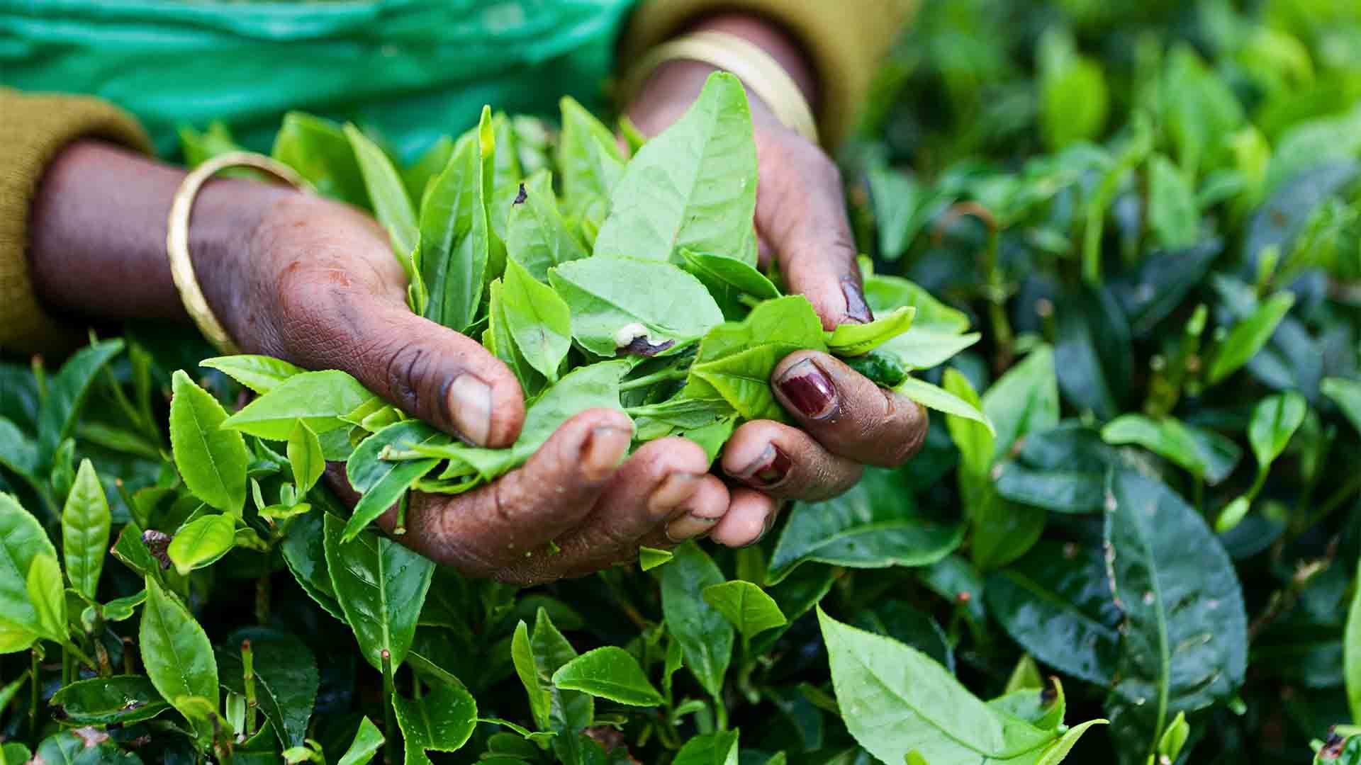 Women’s hands holding a bunch of fresh green tea leaves just plucked from a tea bush